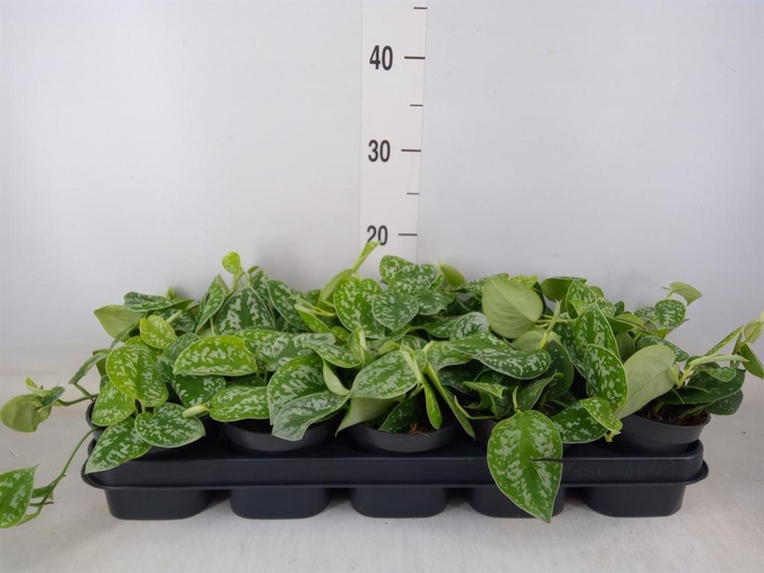 <h4>Scindapsus pictus 'Argyraeus'</h4>