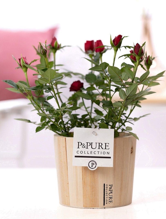 <h4>Rosa red in P&PURE Wood 5</h4>