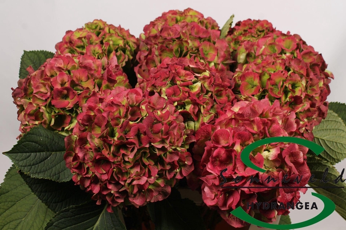 <h4>HYDR M CH VERENA CL</h4>