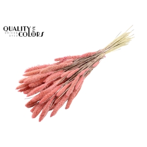 Setaria per bunch Bleached  Pink