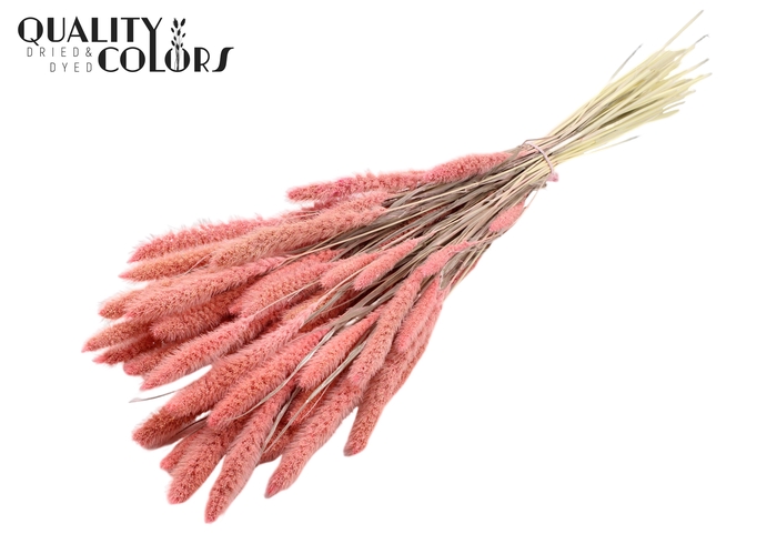 Setaria per bunch Bleached  Pink