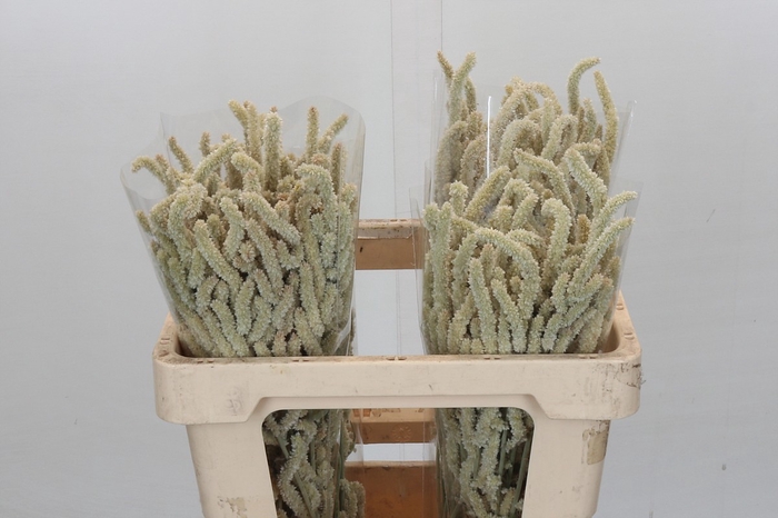 <h4>Amaranthus Yearming Desert</h4>