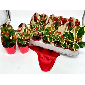 Ilex Aq Argentea Mar