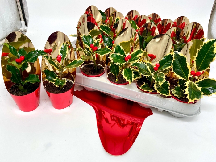 <h4>Ilex Aq Argentea Mar</h4>