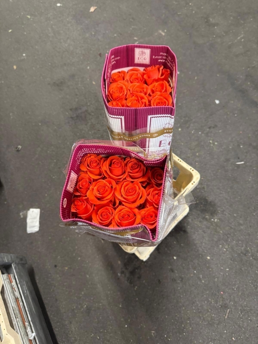 <h4>R GR DRAGON TALE</h4>