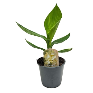 Canna Alaska Zonder Bloem p 14