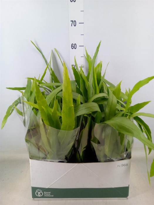 <h4>Epiphyllum   ...</h4>