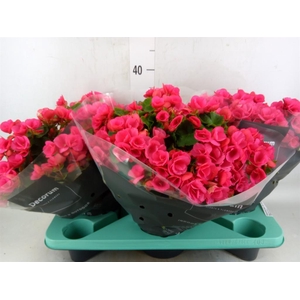 Begonia elat. EN 'Betulia Pink'