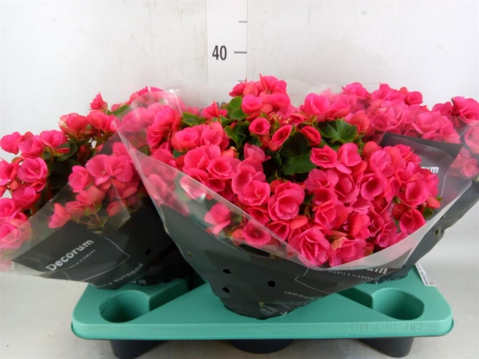 <h4>Begonia elat. EN 'Betulia Pink'</h4>