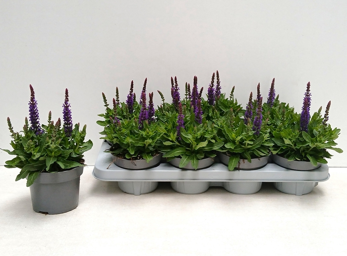 <h4>SALVIA NE SE DP BLUE</h4>