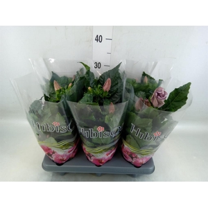 Hibiscus rosa-sin.   ...