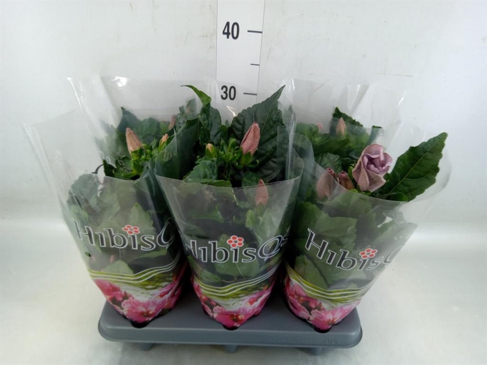 <h4>Hibiscus rosa-sin.   ...</h4>