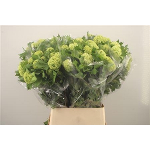 Viburnum Roseum St 2+