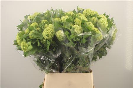 <h4>Viburnum Roseum St 2+</h4>