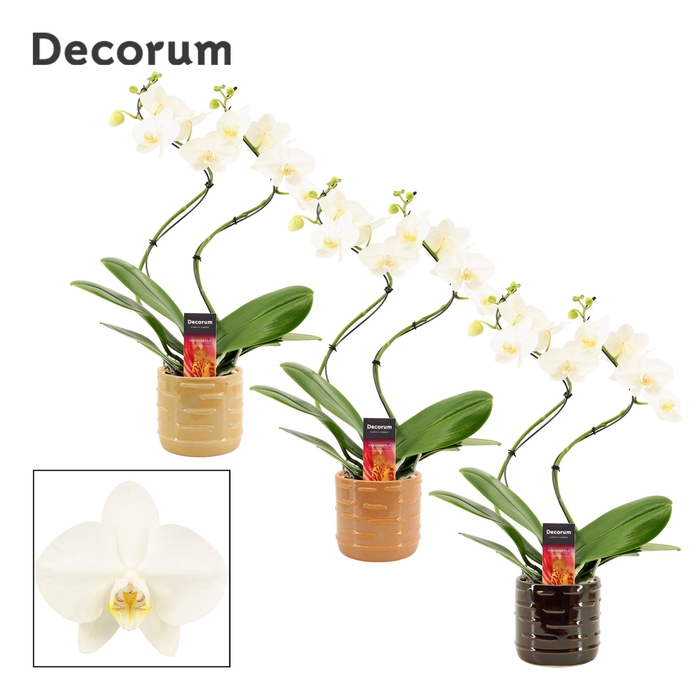 <h4>Phalaenopsis hurricane wit in Lois (Deco-collection)</h4>