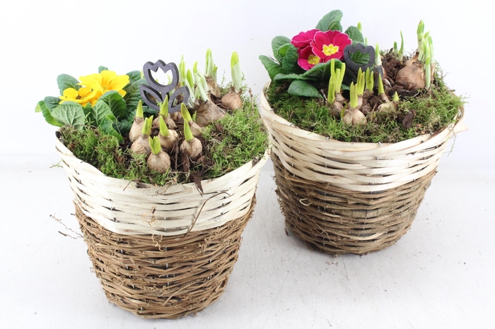 <h4>arr4 Primula PL - Mand brown white</h4>