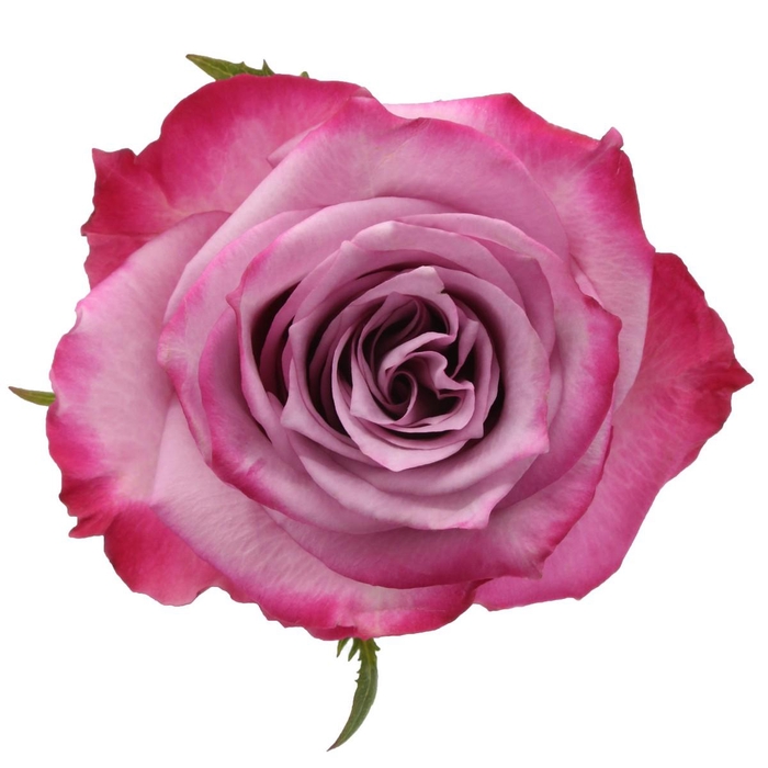 <h4>Rosa Premium Deep Purple</h4>