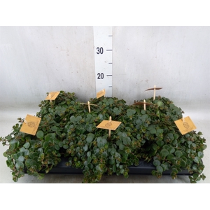 Sedum makinoi 'Tornado'