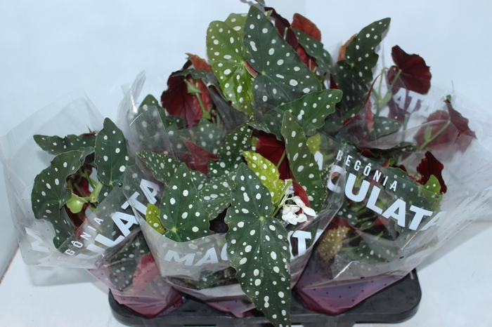 BEGONIA MACULATA P15 PO