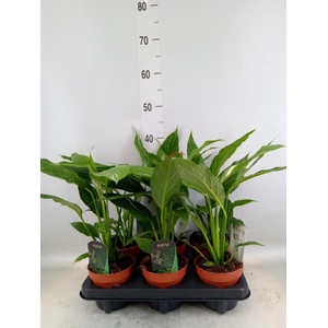 Spathiphyllum  'Diamond'