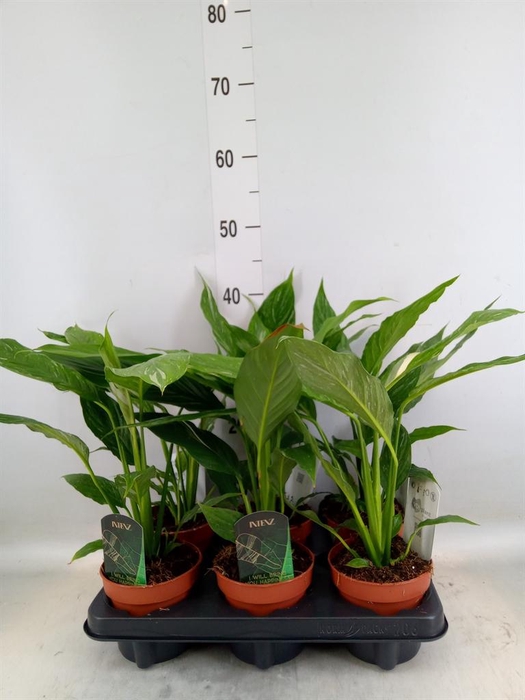 <h4>Spathiphyllum 'Diamond'</h4>