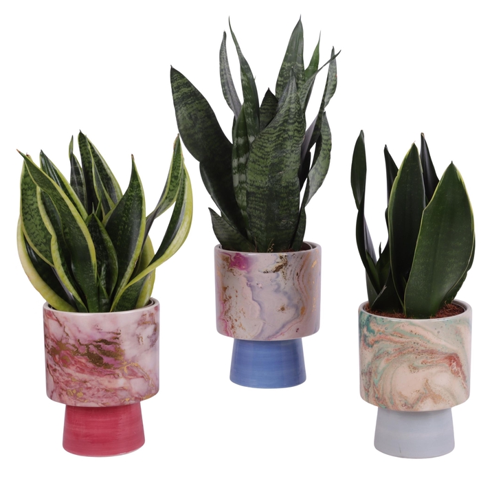 <h4>Sansevieria mix Ø12cm in Ø14cm Ceramic FB676</h4>