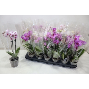 Phal Gem 4 Kl