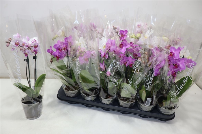 <h4>Phal Gem 4 Kl</h4>