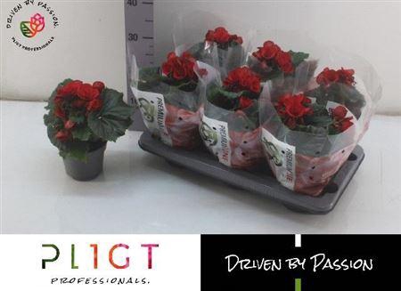 <h4>Beg Du Baladin</h4>