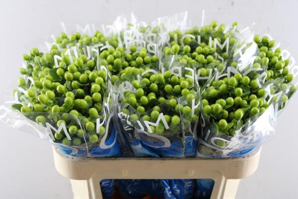 <h4>Hypericum Bamboo (groen)</h4>
