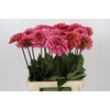 Dahlia Salmon Runner