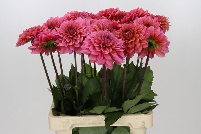Dahlia Salmon Runner