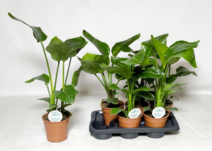 <h4>STRELITZIA NICOLAI</h4>
