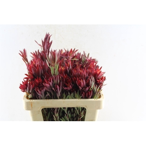 Leucad Sal Blush Ex