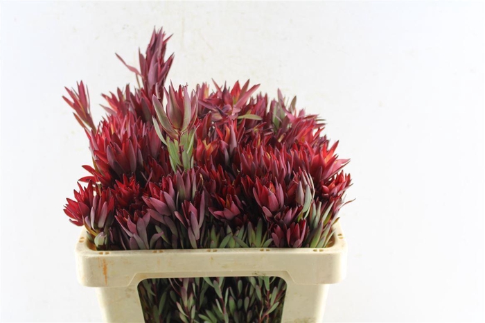 <h4>Leucad Sal Blush Ex</h4>