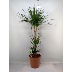 Dracaena marg.