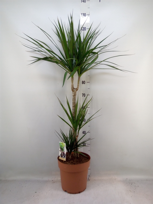 <h4>Dracaena marg.</h4>