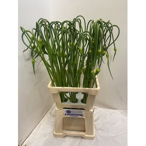 ALLIUM SAT OPHIOSCO