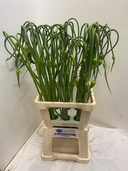 <h4>ALLIUM SAT OPHIOSCO</h4>