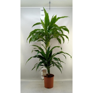 Dracaena frag. 'Janet Craig'