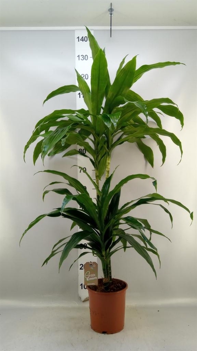 <h4>Dracaena frag. 'Janet Craig'</h4>