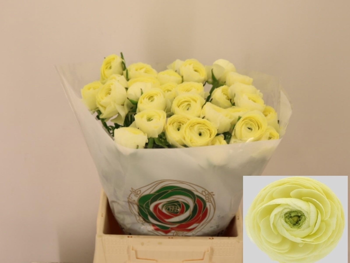 <h4>RAN SU CREME</h4>