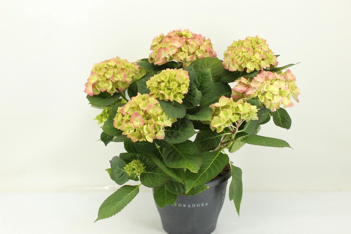 <h4>Hydrangea Sweet Lips (Hortensia)</h4>