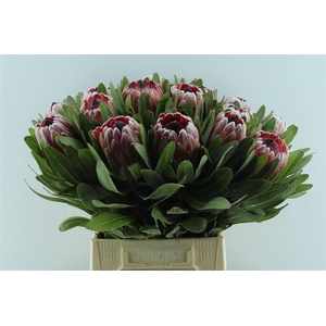 Protea Pink Ice