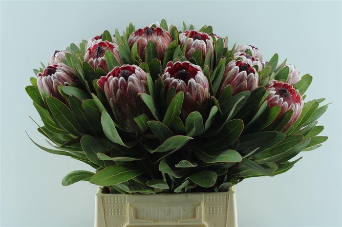 <h4>Protea Pink Ice</h4>