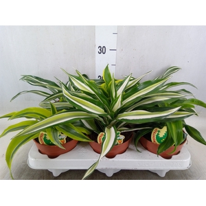 Dracaena   ...mix