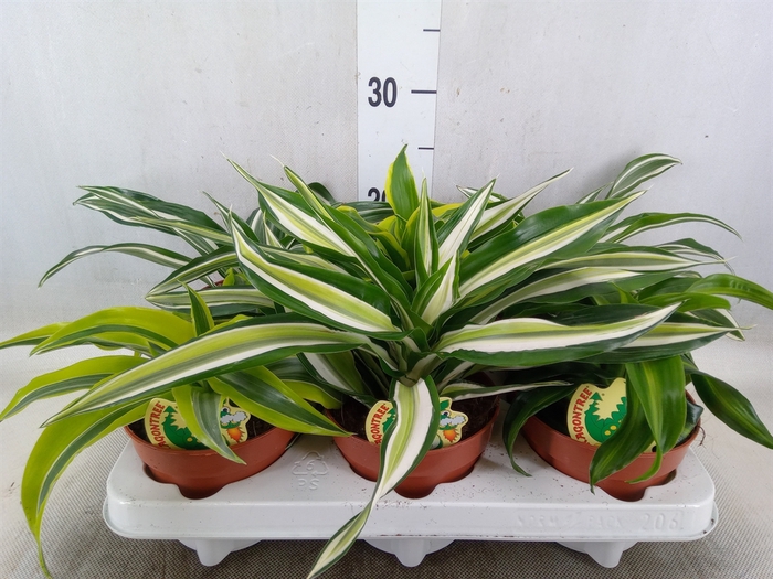 <h4>Dracaena   ...mix</h4>