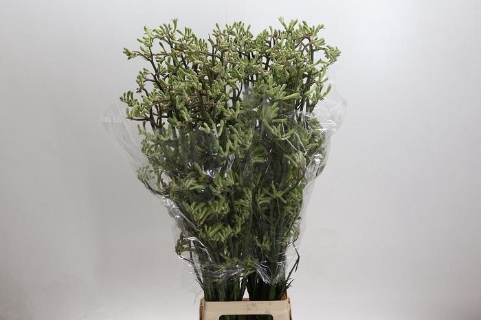 <h4>Anigozanthos Overig</h4>