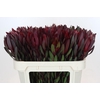 Leucadendron Saf Sunset Dark R.