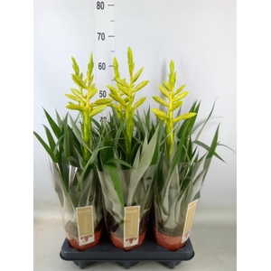 Tillandsia oerstediana